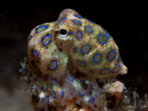 Blue Ring Octopus on Night Dive - approximately 3/4" long... by Jan Morton 